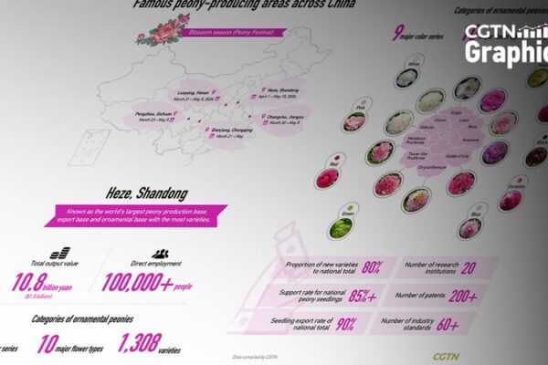 Peoni_as__el__Rey_de_las_Flores__de_China_florece_en_cultura_y_economi_a