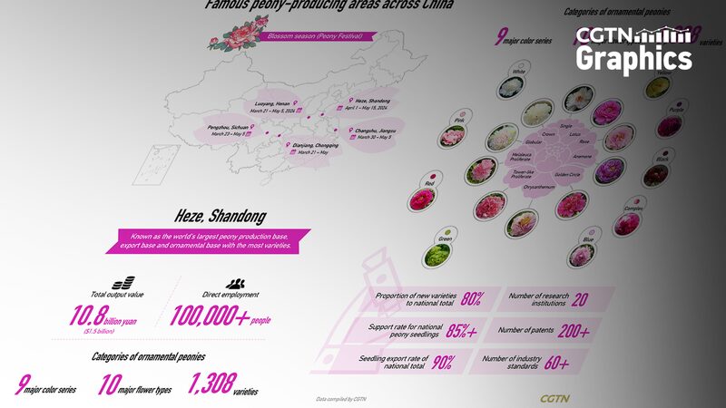 Peoni_as__el__Rey_de_las_Flores__de_China_florece_en_cultura_y_economi_a