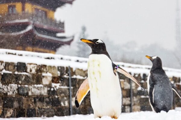 ¡Pingping y An’an los pingüinos exploran la nevada Muralla de la Ciudad de Nanjing! 🐧🏰❄️ _Pingping_y_An_an_los_pingu_inos_exploran_la_nevada_Muralla_de_la_Ciudad_de_Nanjing______