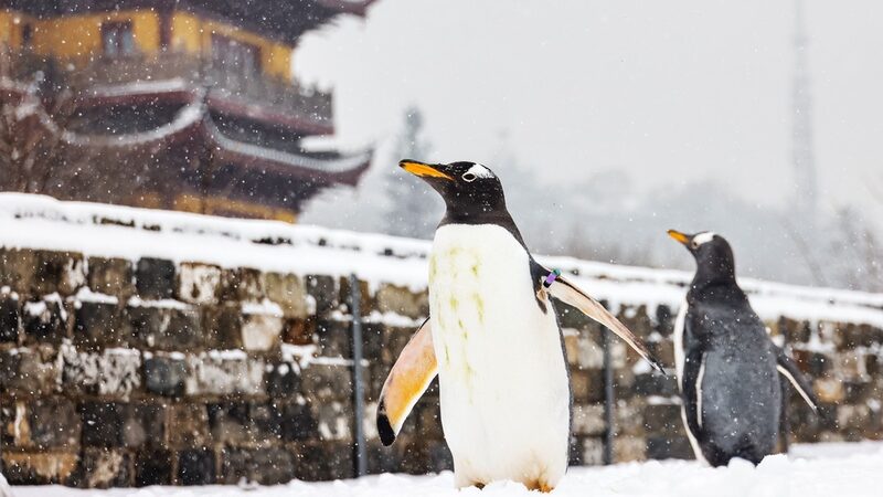 _Pingping_y_An_an_los_pingu_inos_exploran_la_nevada_Muralla_de_la_Ciudad_de_Nanjing______
