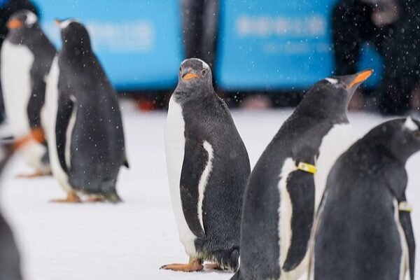 Pingüinos adorables se roban el espectáculo en el desfile de la Ciudad de la Nieve de Harbin 🐧❄️ Pingu_inos_adorables_se_roban_el_especta_culo_en_el_desfile_de_la_Ciudad_de_la_Nieve_de_Harbin____