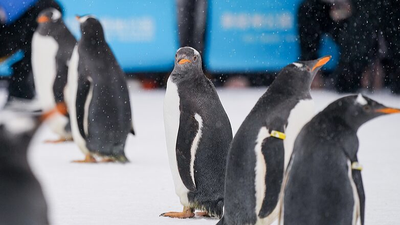 Pingu_inos_adorables_se_roban_el_especta_culo_en_el_desfile_de_la_Ciudad_de_la_Nieve_de_Harbin____