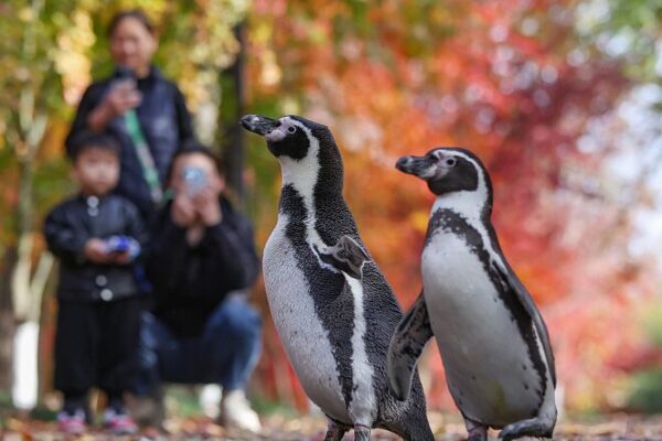 Pingüinos aventureros disfrutan de la belleza otoñal de Nanjing, cautivan a multitudes Pingu_inos_aventureros_disfrutan_de_la_belleza_oton_al_de_Nanjing__cautivan_a_multitudes