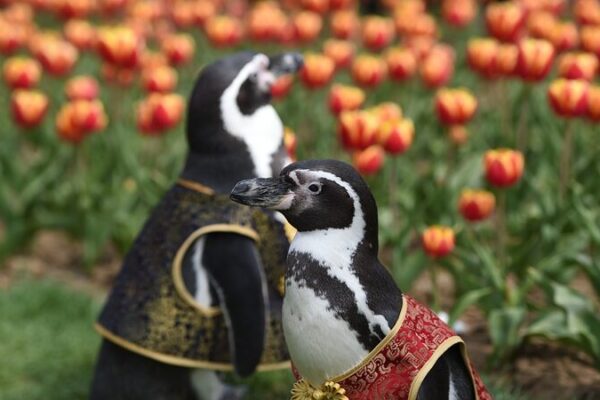 Pingüinos disfrutan de los tulipanes en el Jardín Botánico de Nanjing 🌷🐧 Pingu_inos_disfrutan_de_los_tulipanes_en_el_Jardi_n_Bota_nico_de_Nanjing___
