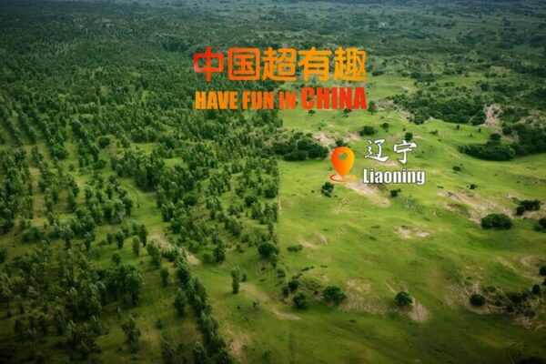 Pino_Silvestre_Mongol__El_He_roe_Verde_Que_Combate_la_Desertificacio_n_en_el_Continente_Chino video poster