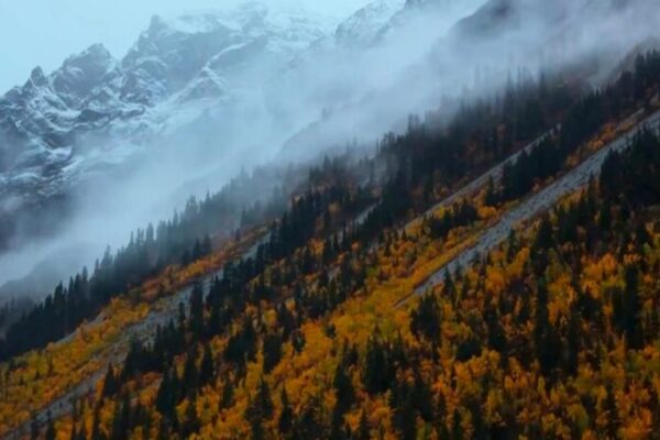 Pioneros Protegiendo el Jardín del Himalaya 🌿🗻 Pioneros_Protegiendo_el_Jardi_n_del_Himalaya___ video poster