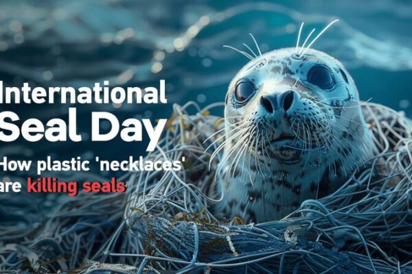 Plásticos ‘Collares’: La Lucha de las Focas Contra la Contaminación Oceánica Pla_sticos__Collares___La_Lucha_de_las_Focas_Contra_la_Contaminacio_n_Ocea_nica video poster