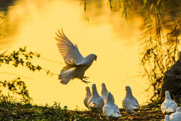 Playful flock of white doves light up the sunset at Shi Jing Cultural Park Playful_flock_of_white_doves_light_up_the_sunset_at_Shi_Jing_Cultural_Park