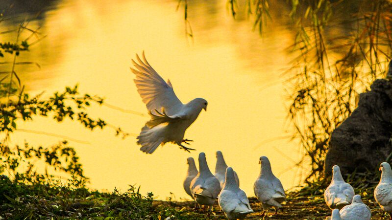 Playful_flock_of_white_doves_light_up_the_sunset_at_Shi_Jing_Cultural_Park