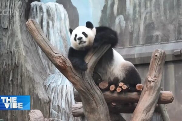 Poder_Panda__Hong_Kong_da_la_bienvenida_a_nuevos_visitantes_para_impulsar_el_turismo video poster