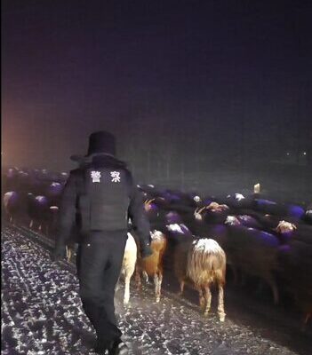 Policía Rescata a Pastores y Ganado Atrapados en Tormenta de Nieve en Xinjiang ❄️🚨 Polici_a_Rescata_a_Pastores_y_Ganado_Atrapados_en_Tormenta_de_Nieve_en_Xinjiang____ video poster