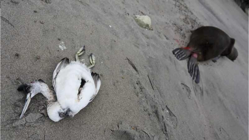_Por_que__la_gripe_aviar_apenas_afecta_a_los_humanos____
