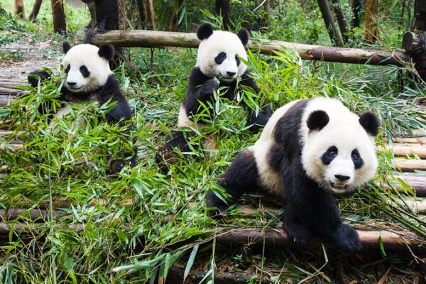 ¡Por qué los pandas gigantes comiendo son la nueva obsesión de internet! 🐼🎥 _Por_que__los_pandas_gigantes_comiendo_son_la_nueva_obsesio_n_de_internet____ video poster