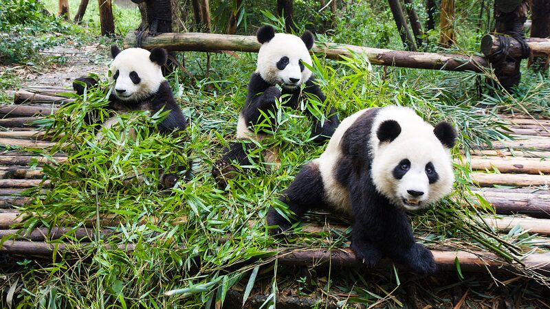 _Por_que__los_pandas_gigantes_comiendo_son_la_nueva_obsesio_n_de_internet____ video poster