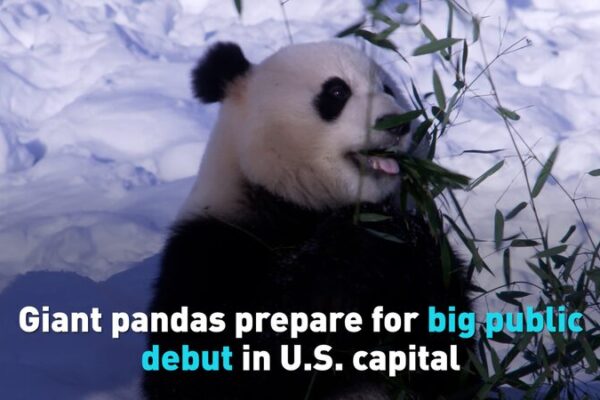 _Prepa_rate__Bao_Li_y_Qing_Bao__los_enormes_pandas__hacen_su_gran_debut_en_Washington_ video poster