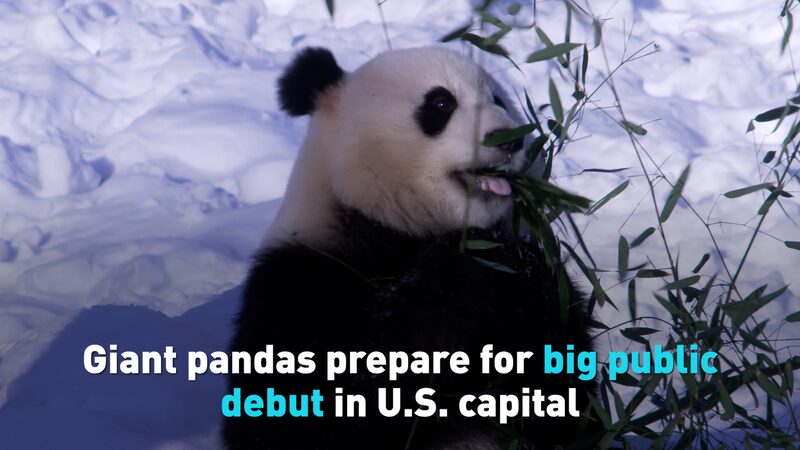 _Prepa_rate__Bao_Li_y_Qing_Bao__los_enormes_pandas__hacen_su_gran_debut_en_Washington_ video poster