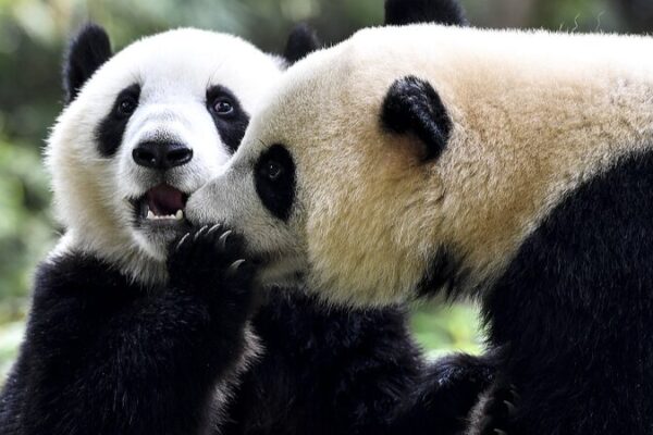 _Prepara_los_labios__El_Di_a_Internacional_del_Beso_une_a_humanos_y_animales_por_igual