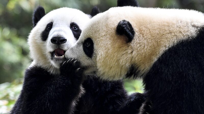 _Prepara_los_labios__El_Di_a_Internacional_del_Beso_une_a_humanos_y_animales_por_igual
