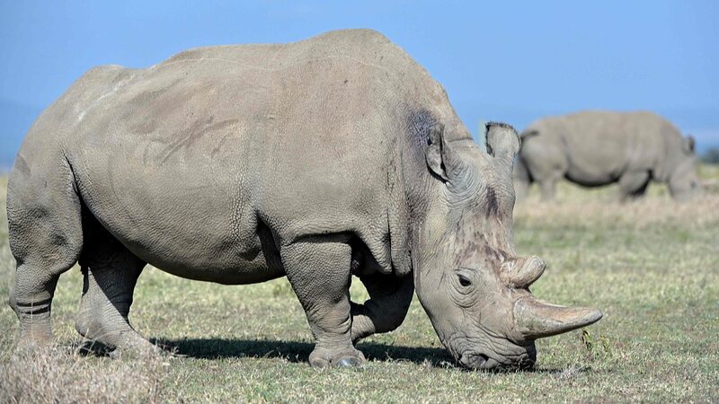 Primer_embarazo_por_FIV_en_rinoceronte_blanco_ofrece_esperanza_para_la_supervivencia_de_la_especie