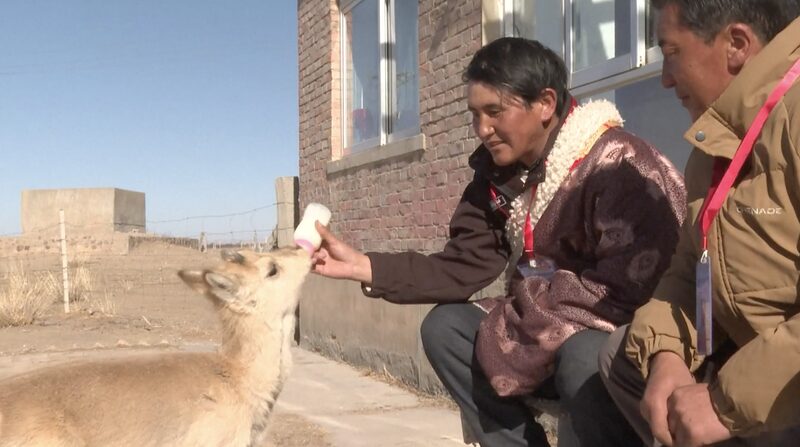 Primos_se_convierten_en_guardianes_de_gacelas_en_peligro_de_extincio_n_en_China video poster