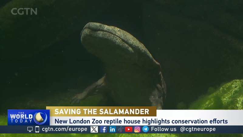 Profesora_Lew__La_Heroi_na_Salamandra_Gigante_Salvando_su_Especie__ video poster