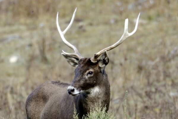 Protegiendo_al_Venado_de_Thorold__Guardianes_de_la_Reserva_Chaqingsongduo video poster