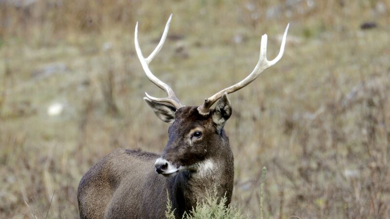 Protegiendo_al_Venado_de_Thorold__Guardianes_de_la_Reserva_Chaqingsongduo video poster