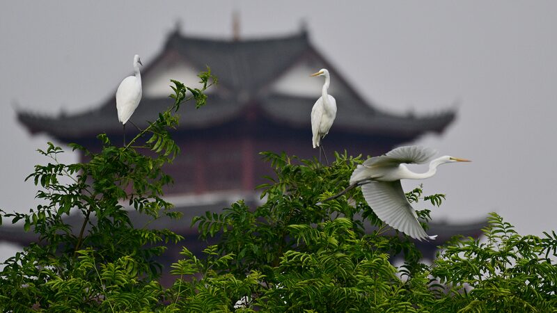 ____Provincias_chinas_se_unen_para_proteger_las_rutas_de_aves_migratorias_