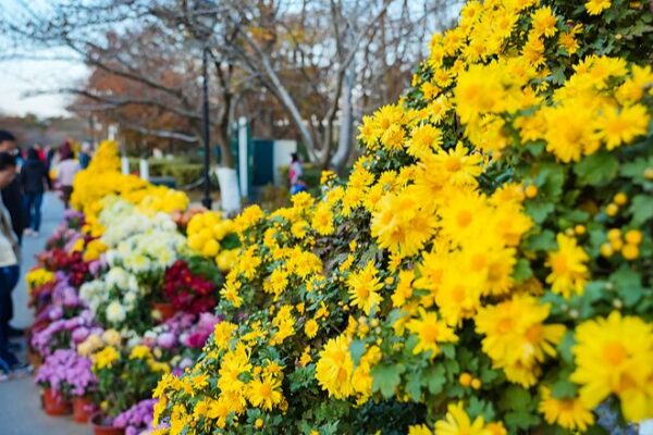 Qingdao_florece___El_festival_de_crisantemos_deslumbra_a_los_visitantes_