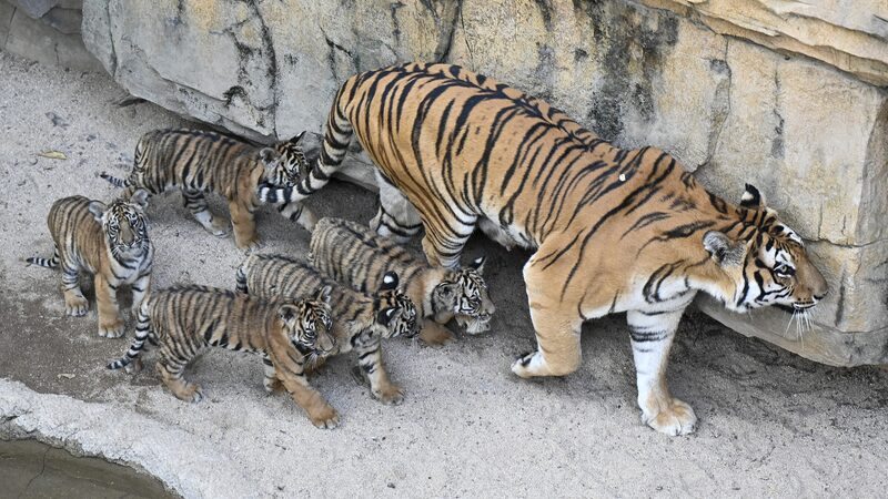 Quintillizos_de_tigre_de_Bengala_hacen_su_adorable_debut_en_el_Parque_Safari_de_Canto_n