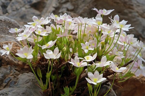Recogiendo_flores_en_China__Co_mo_los_aventureros_terminan_tras_las_rejas___