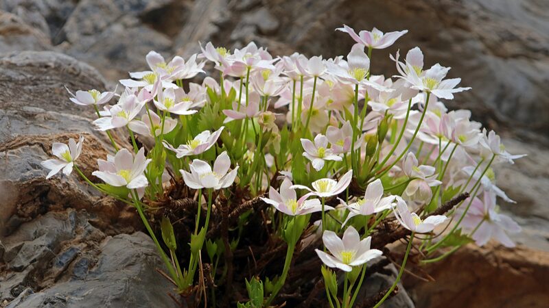 Recogiendo_flores_en_China__Co_mo_los_aventureros_terminan_tras_las_rejas___