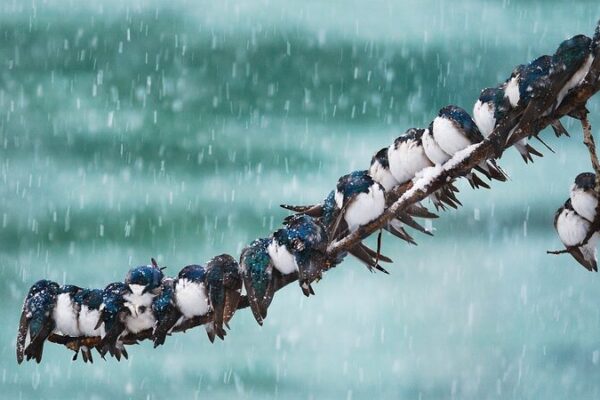 Reconfortante Unidad: Animales Abrazándose Juntos en Invierno 🐾❄️ Reconfortante_Unidad__Animales_Abraza_ndose_Juntos_en_Invierno____
