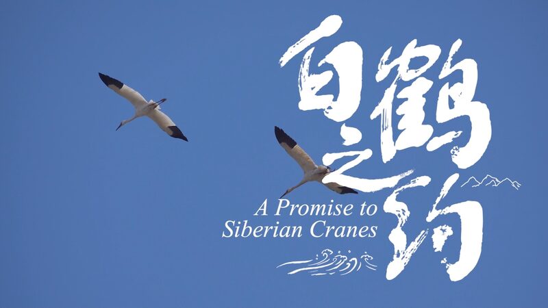 Reencuentro_Emotivo__Ornito_logo_se_Reencuentra_con_la_Grulla_Siberiana__419__Despue_s_de_un_An_o video poster
