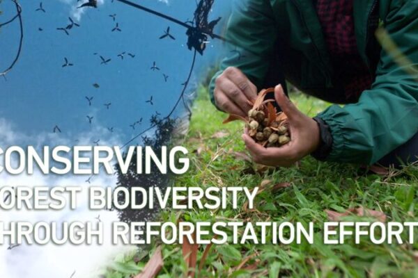 Reforestando Malasia: Jóvenes se Unen para Salvar 🌳 la Biodiversidad Reforestando_Malasia__Jo_venes_se_Unen_para_Salvar___la_Biodiversidad video poster