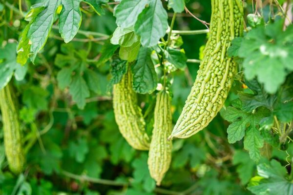 Refrescándose con Verduras Amargas: La Sabrosa Tradición de Xiaoman Refresca_ndose_con_Verduras_Amargas__La_Sabrosa_Tradicio_n_de_Xiaoman