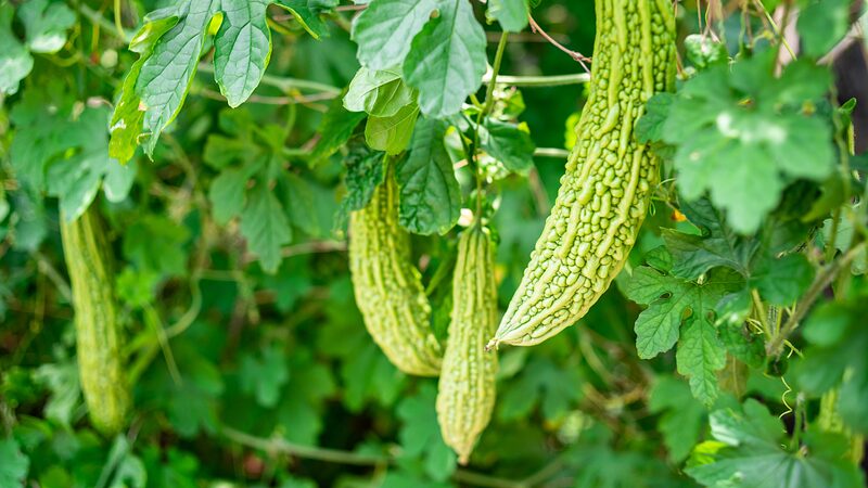 Refresca_ndose_con_Verduras_Amargas__La_Sabrosa_Tradicio_n_de_Xiaoman