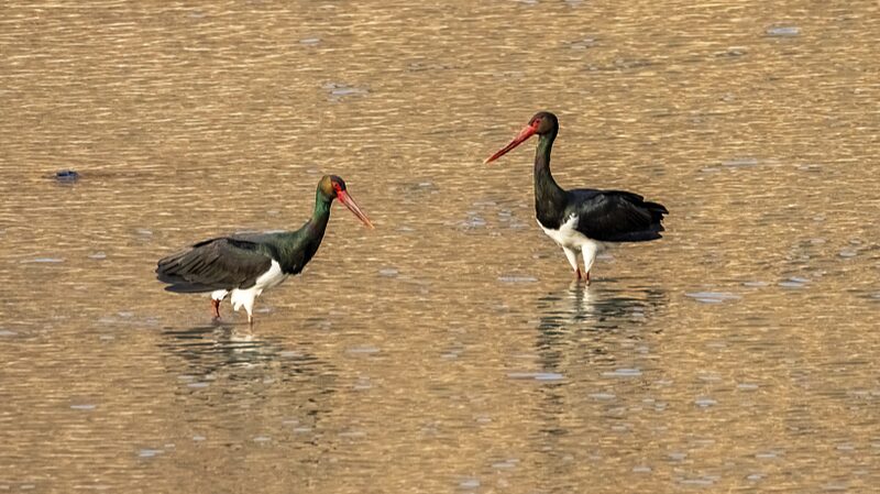 _Regreso_de_aves_raras_al_Lago_Hengshui_en_el_norte_de_China_____