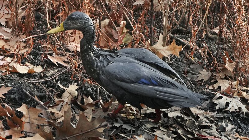 __Rescatistas_se_apresuran_a_salvar_aves_cubiertas_de_petro_leo_tras_derrame_en_ri_o_de_Boston