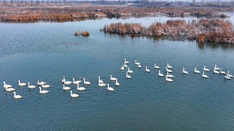 Reservas_Naturales_en_China__Un_Refugio_para_Aves_Migratorias__