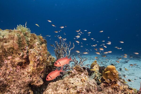 _Revelado__El_enorme_arrecife_de_coral_oculto_bajo_el_Oce_ano_Atla_ntico__