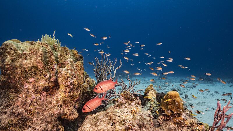 _Revelado__El_enorme_arrecife_de_coral_oculto_bajo_el_Oce_ano_Atla_ntico__