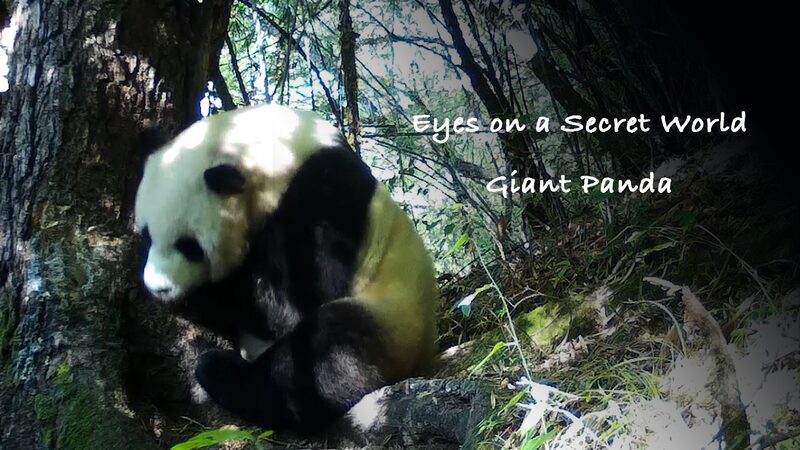 Revelando_la_Vida_Secreta_de_los_Pandas_Gigantes___Ca_maras_Ocultas_Capturan_Todo_ video poster