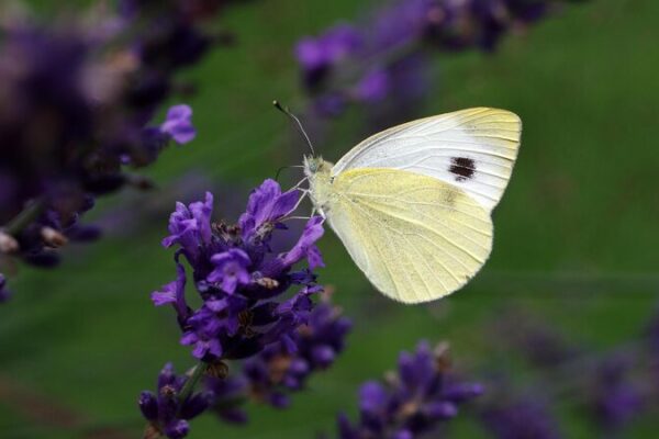 Revelando los secretos de las mariposas: La búsqueda de Dawa en Xizang 🦋 Revelando_los_secretos_de_las_mariposas__La_bu_squeda_de_Dawa_en_Xizang__