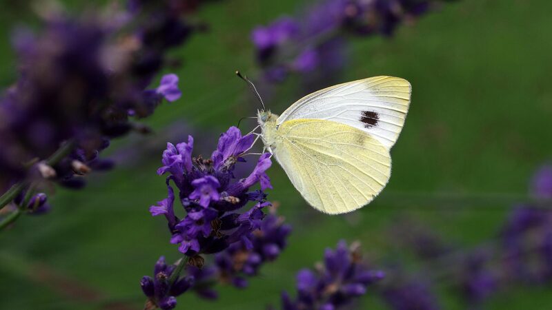Revelando_los_secretos_de_las_mariposas__La_bu_squeda_de_Dawa_en_Xizang__