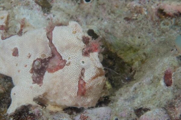 Revelando_los_tesoros_submarinos_de_Hainan__Medusas_brillantes_y_cangrejos_ingeniosos video poster