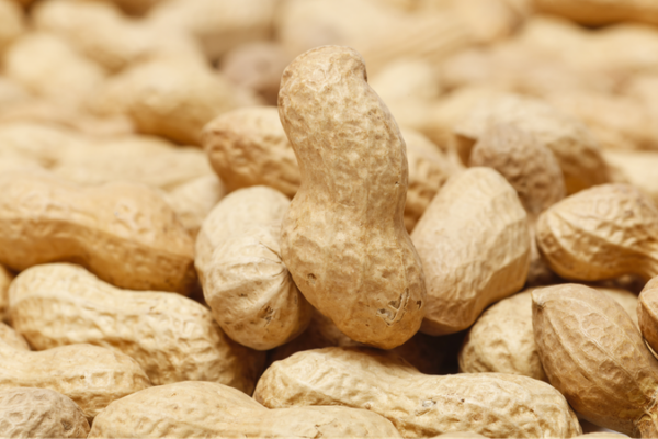 Rompiendo el Código del Maní: Científicos Revelan Secretos Evolutivos 🥜🔬 Rompiendo_el_Co_digo_del_Mani___Cienti_ficos_Revelan_Secretos_Evolutivos___