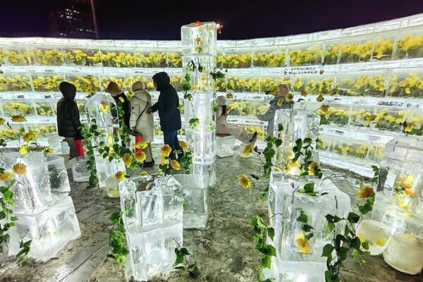 Rosas Doradas Congeladas en Hielo Iluminan el Invierno de Harbin Rosas_Doradas_Congeladas_en_Hielo_Iluminan_el_Invierno_de_Harbin