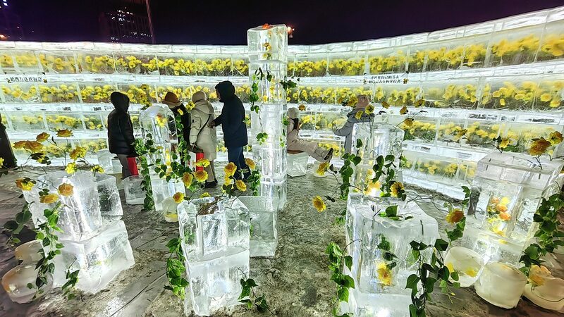 Rosas_Doradas_Congeladas_en_Hielo_Iluminan_el_Invierno_de_Harbin
