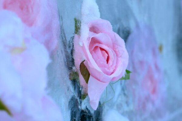 Rosas_congeladas_cautivan_a_los_visitantes_en_el_Parque_Nanhu_de_Shenyang